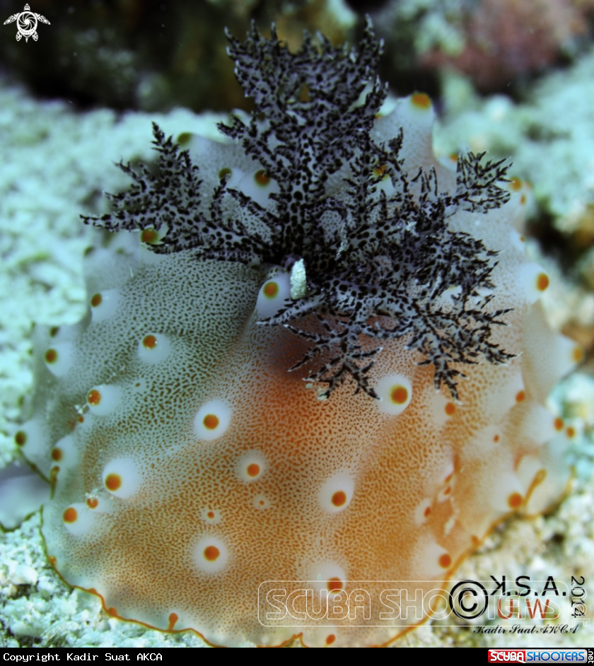 A NUDIBRANCH