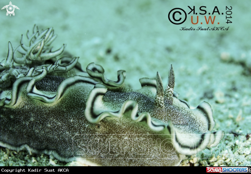 A NUDIBRANCH