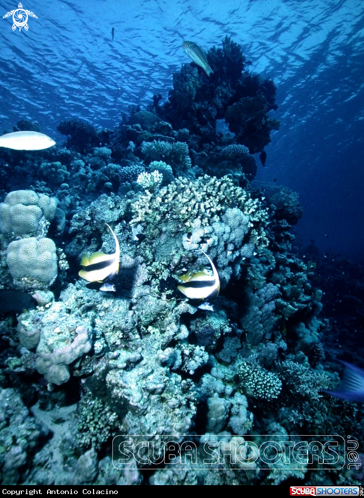 A Antenna butterfly fish-Pesce farfalla