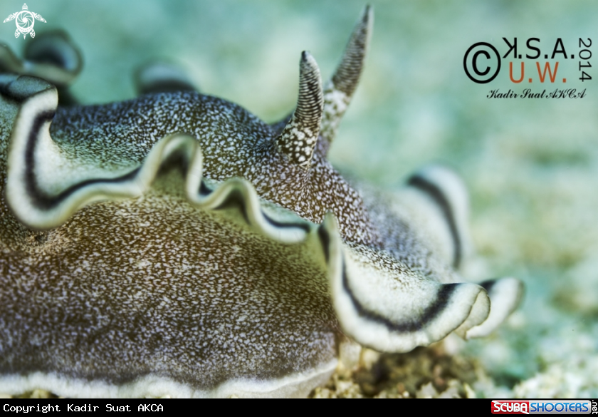 A NUDIBRANCH