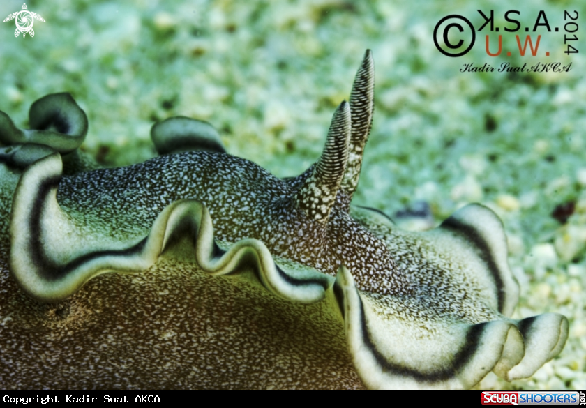 A NUDIBRANCH