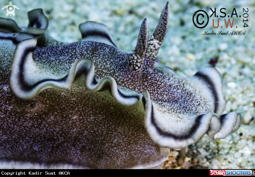 A NUDIBRANCH