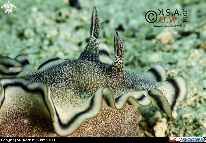 A NUDIBRANCH