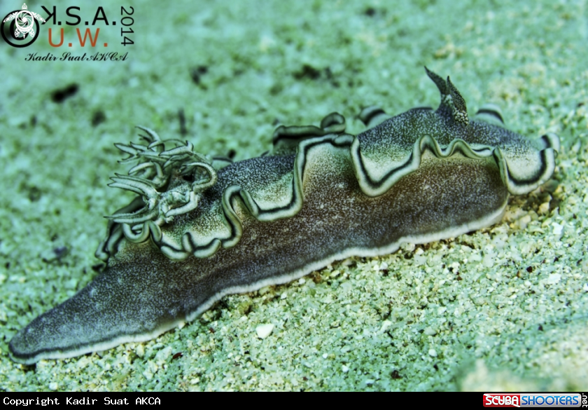 A NUDIBRANCH