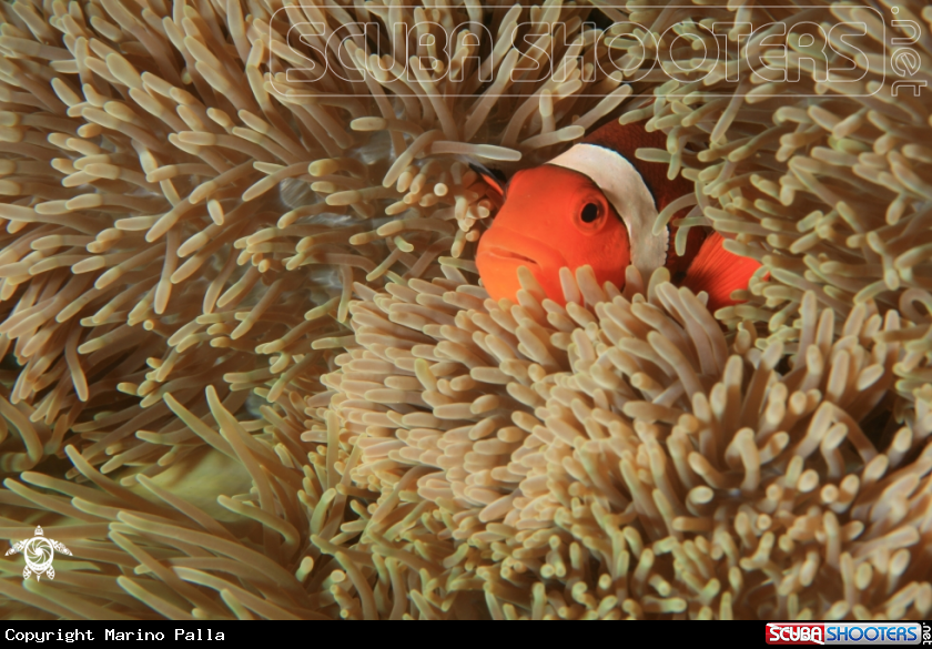 A underwater creature