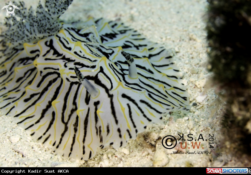 A NUDIBRANCH