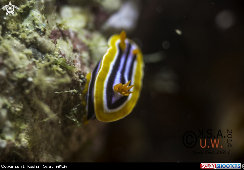 A NUDIBRANCH