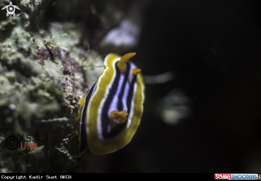 A NUDIBRANCH