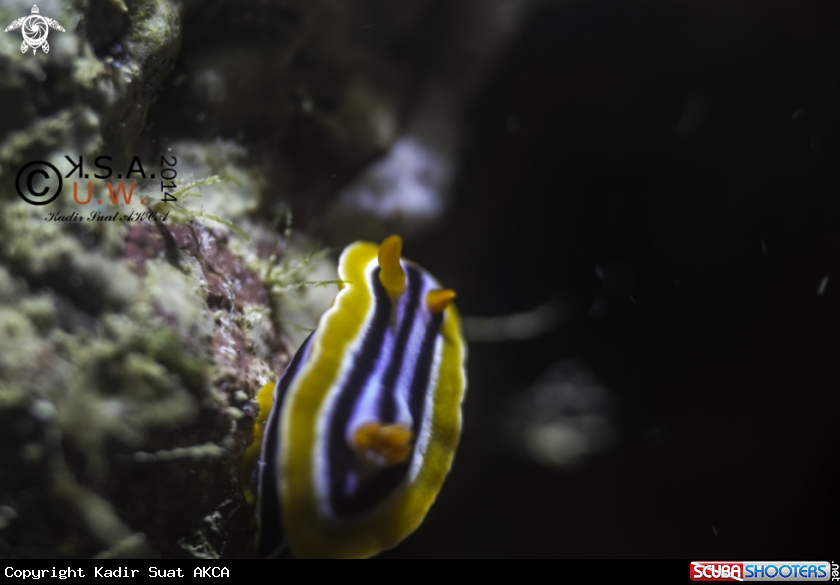 A NUDIBRANCH