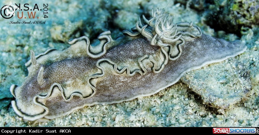 A NUDIBRANCH