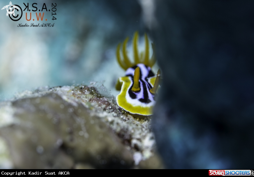 A NUDIBRANCH