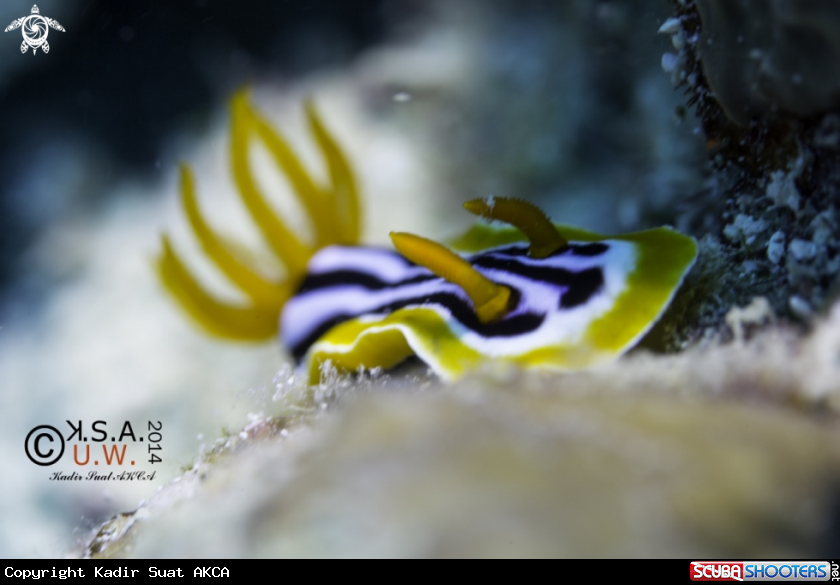 A NUDIBRANCH