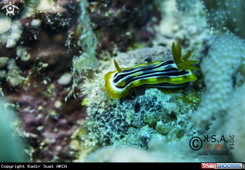 A NUDIBRANCH