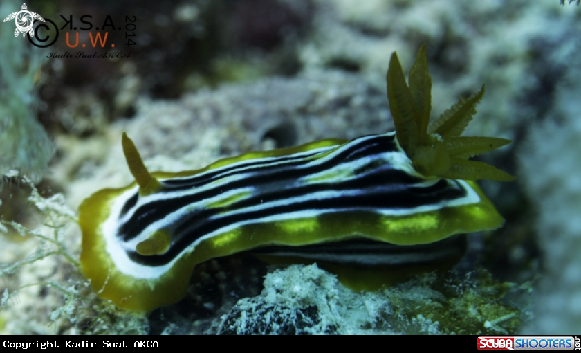 A NUDIBRANCH