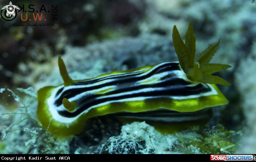 A NUDIBRANCH