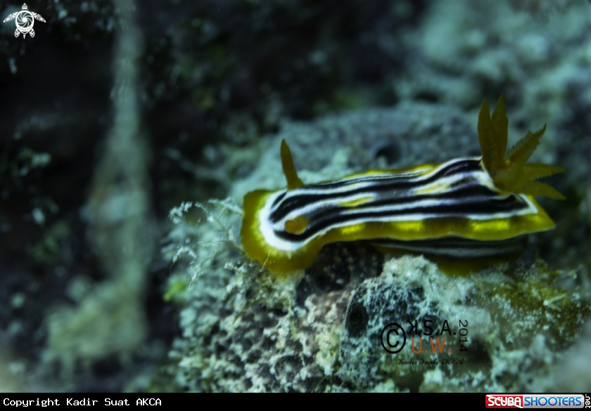 A NUDIBRANCH