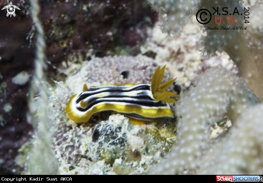 A NUDIBRANCH