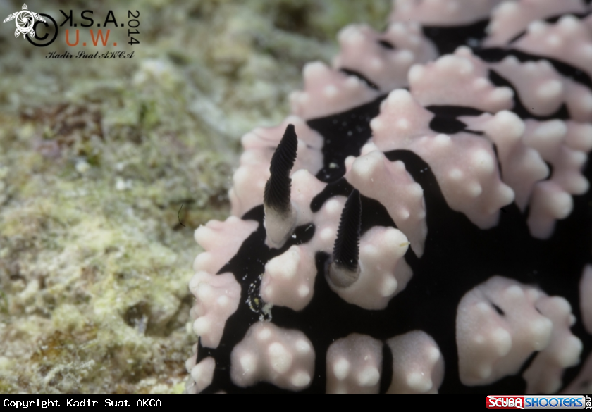 A NUDIBRANCH