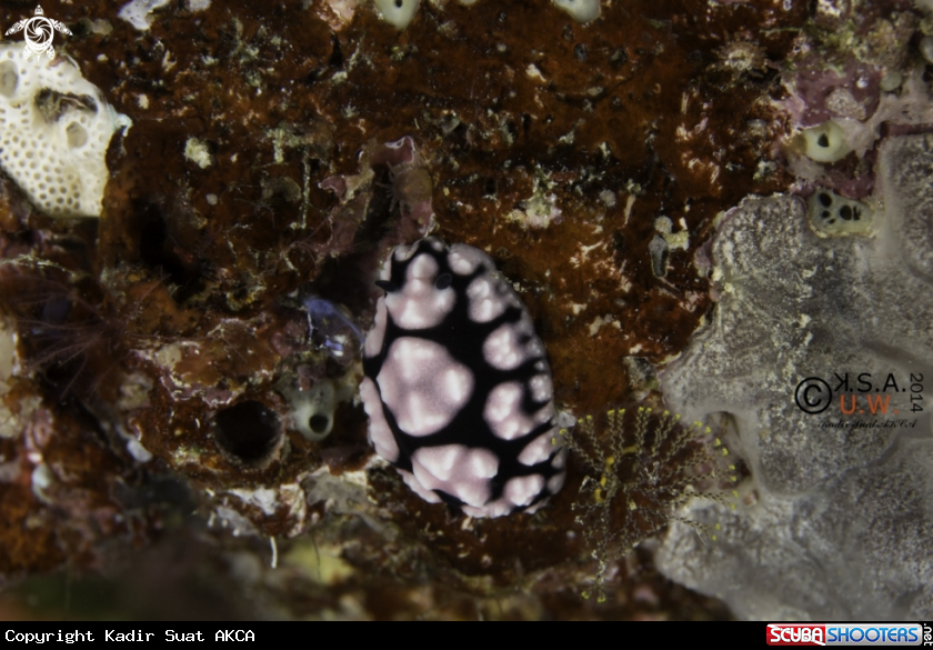 A NUDIBRANCH