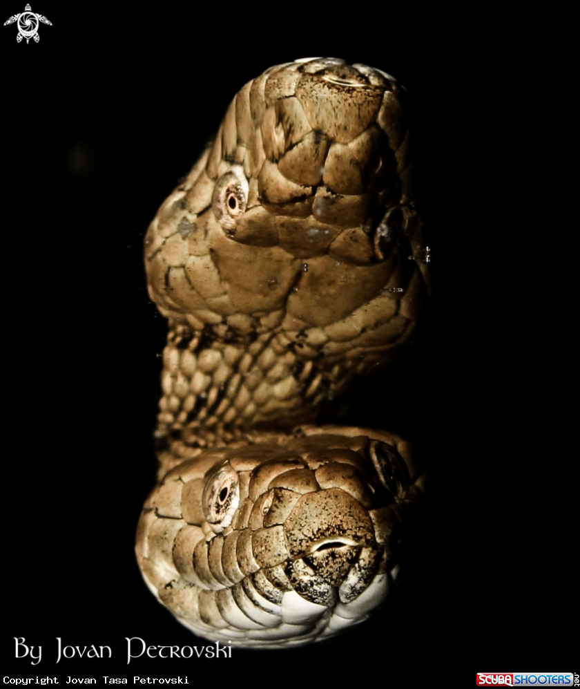 A Vodena zmija Ribarica / Water snake - Dice snake.