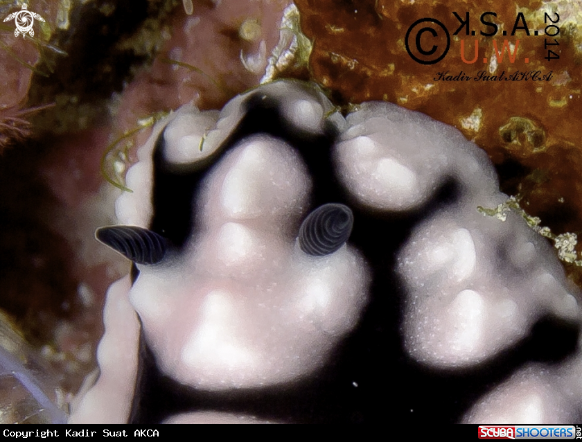 A NUDIBRANCH
