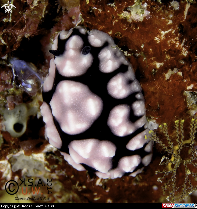 A NUDIBRANCH