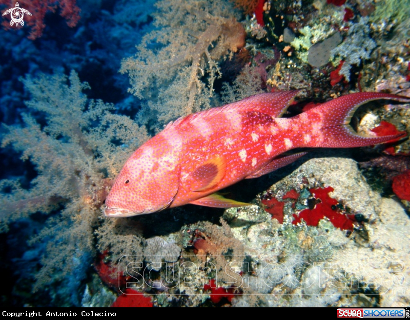 A Lunar tail grouper