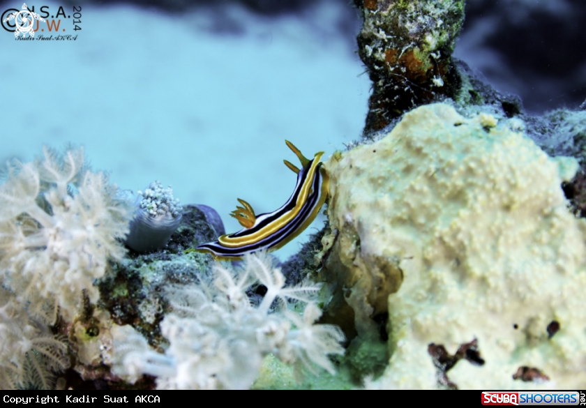 A NUDIBRANCH