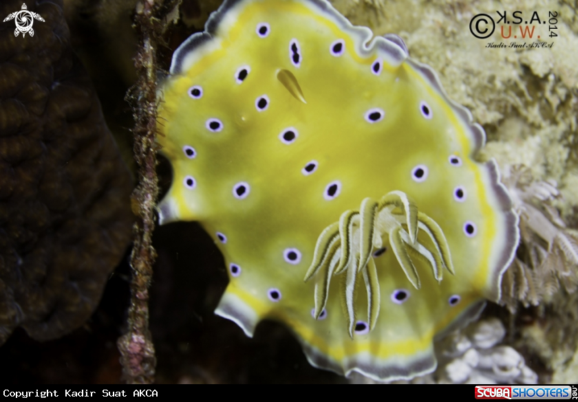 A NUDIBRANCH