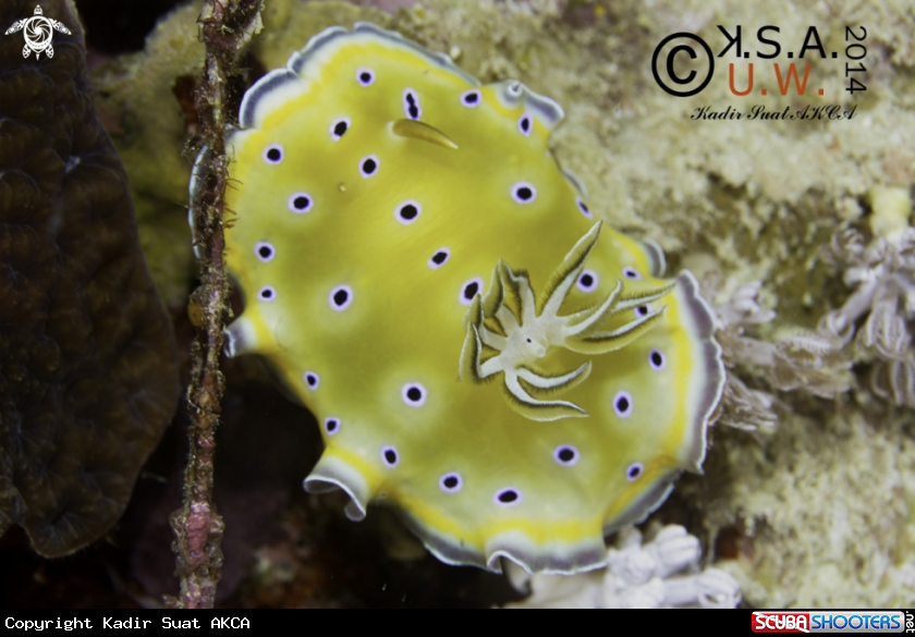 A NUDIBRANCH