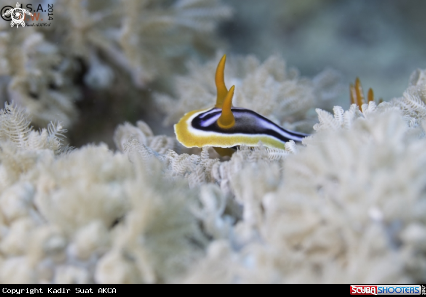 A NUDIBRANCH