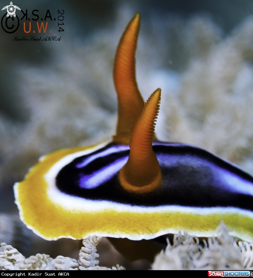 A NUDIBRANCH