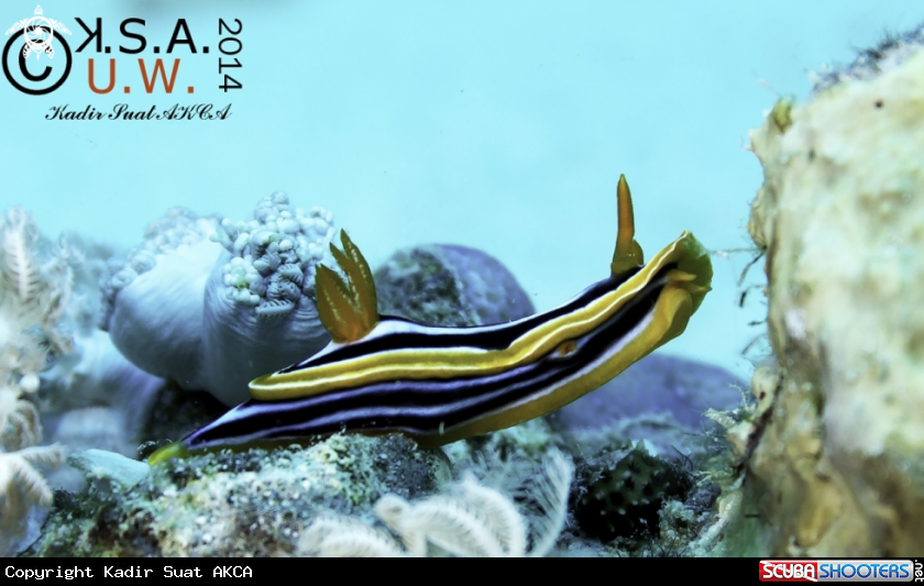 A NUDIBRANCH
