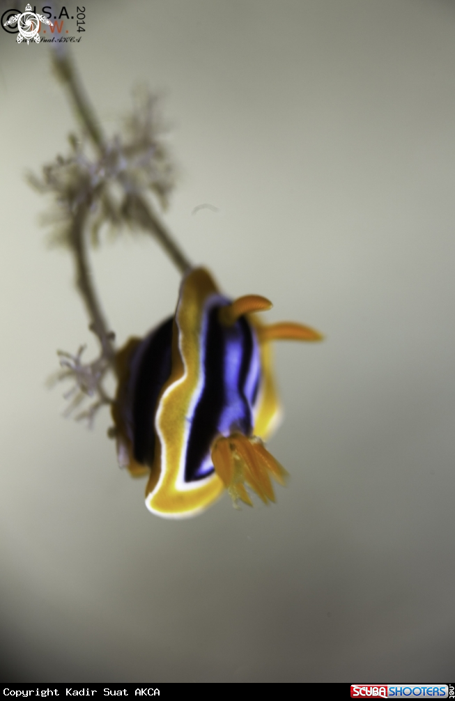 A NUDIBRANCH