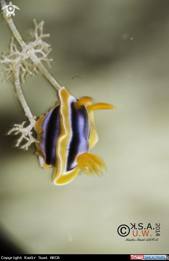 A NUDIBRANCH