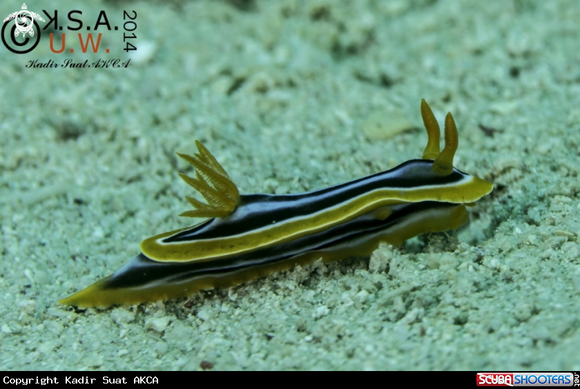A NUDIBRANCH