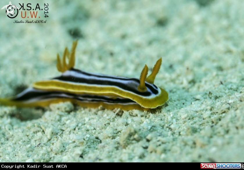 A NUDIBRANCH