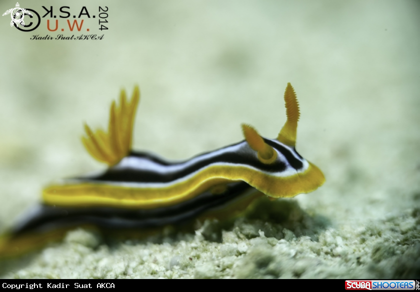 A NUDIBRANCH