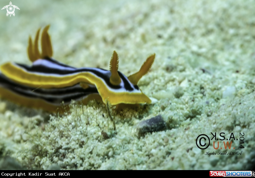 A NUDIBRANCH