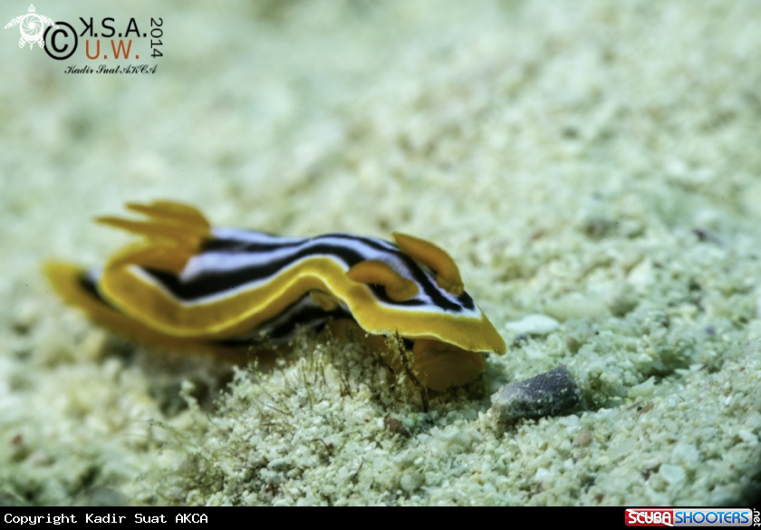 A NUDIBRANCH