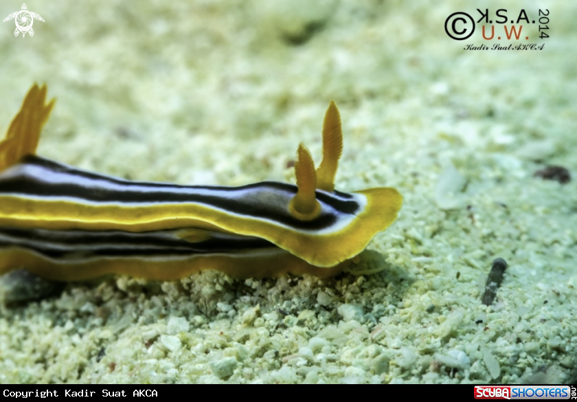 A NUDIBRANCH