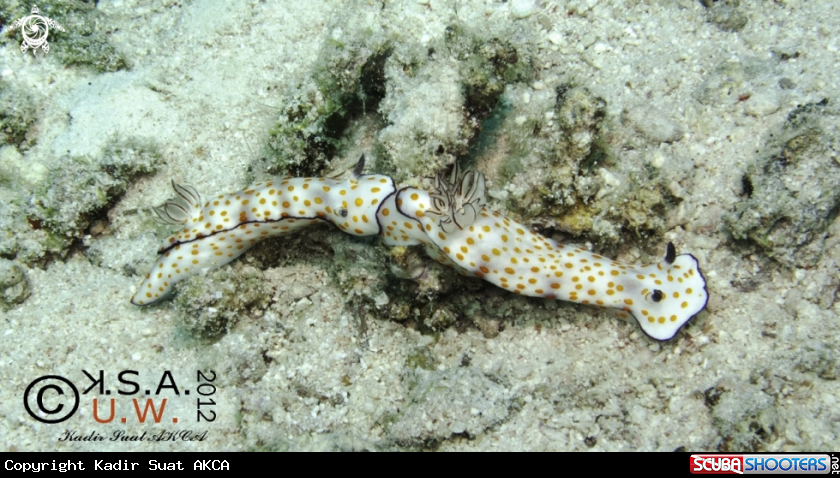 A NUDIBRANCH