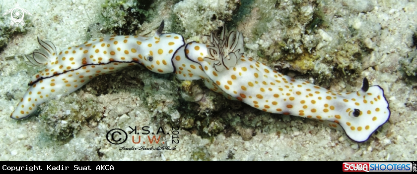 A NUDIBRANCH