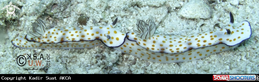 A NUDIBRANCH