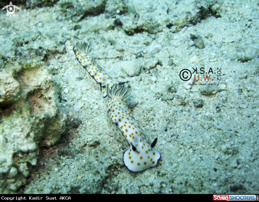 A NUDIBRANCH