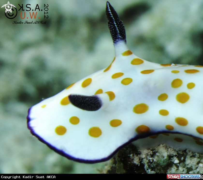 A NUDIBRANCH