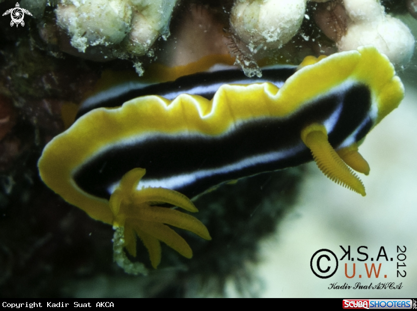 A NUDIBRANCH