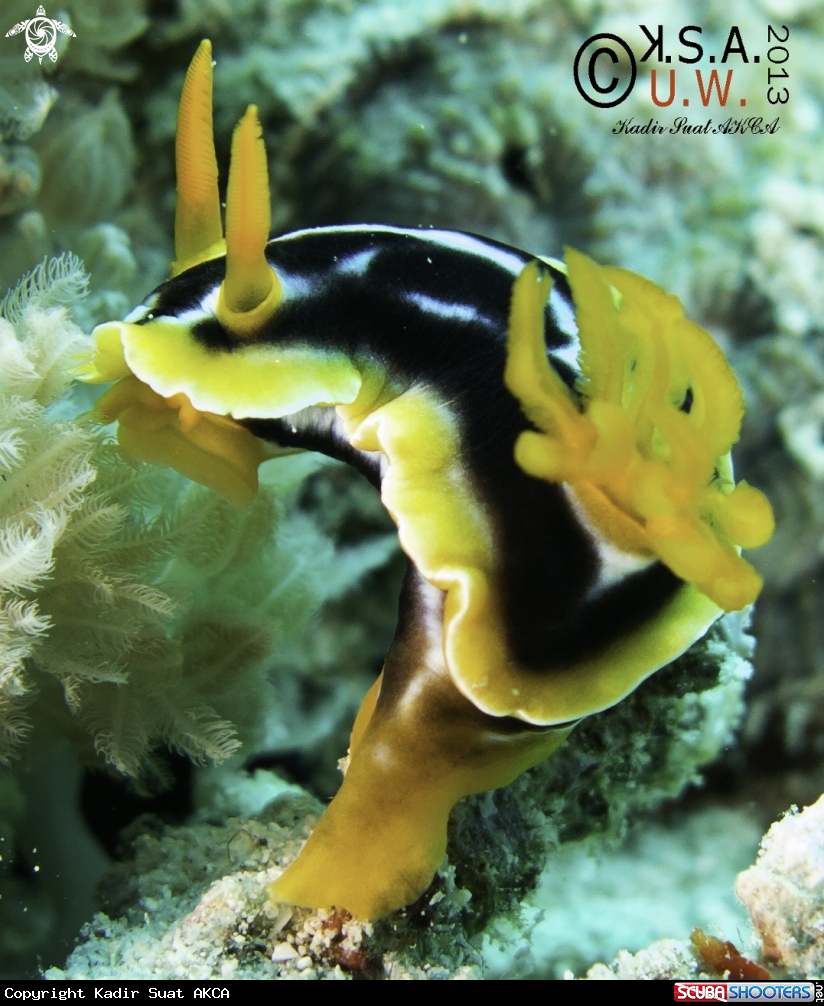 A NUDIBRANCH