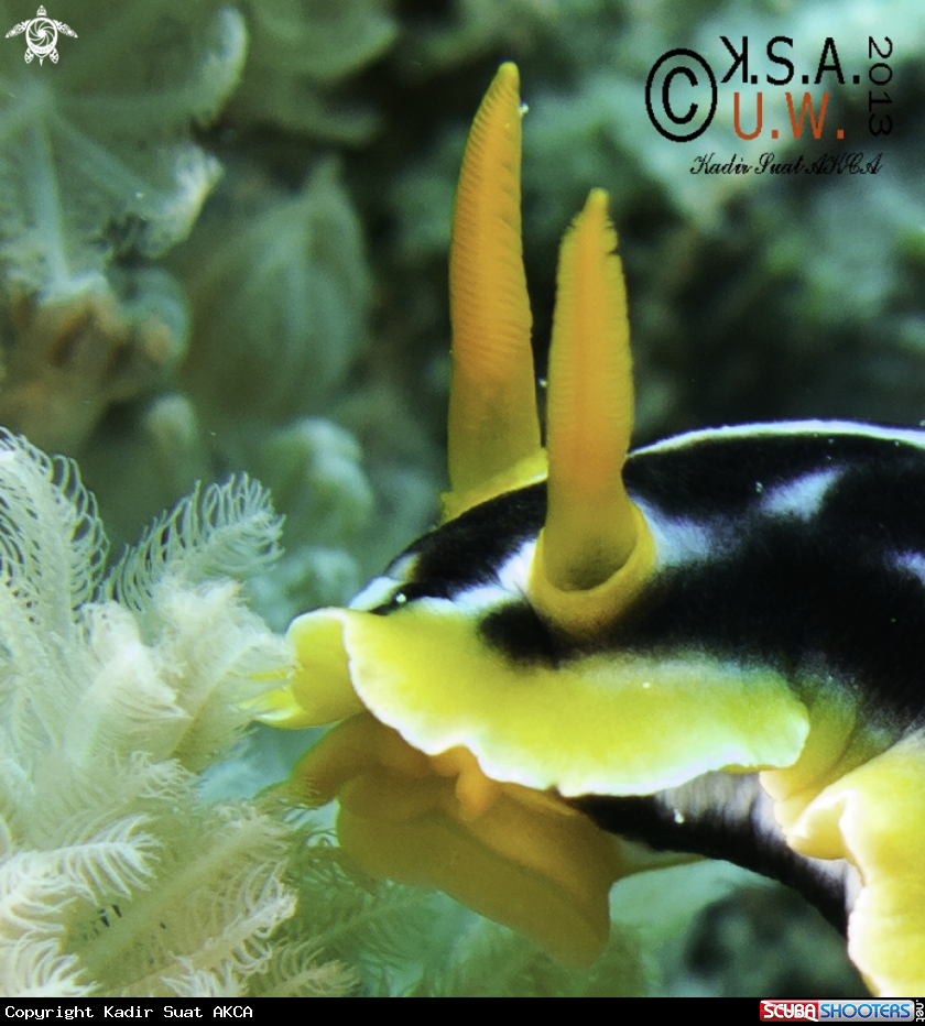 A NUDIBRANCH