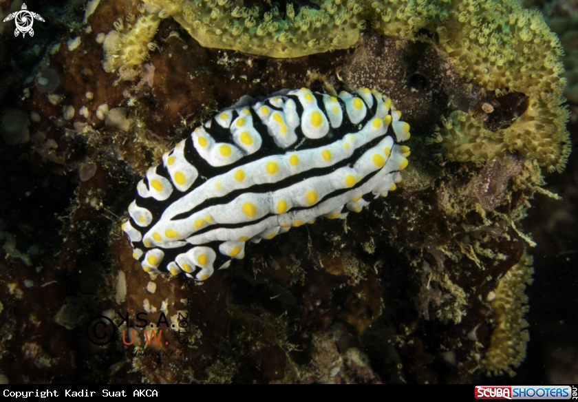 A NUDIBRANCH